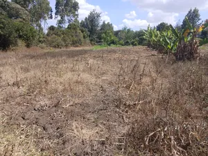 Kitalu Bora cha Robo Eka huko Olkeri, Ngong