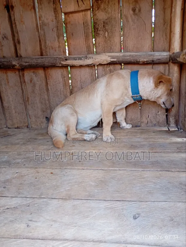 Female Purebred Labrador Retriever, 6-12 Months - 1