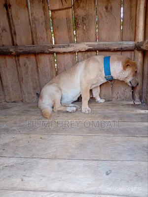 Kibwa wa Kike Mzazi wa Labrador Retriever, Miezi 6-12