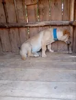Kibwa wa Kike Mzazi wa Labrador Retriever, Miezi 6-12 - 1