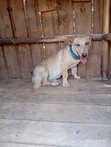 Kibwa wa Kike Mzazi wa Labrador Retriever, Miezi 6-12 - 2