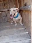 Kibwa wa Kike Mzazi wa Labrador Retriever, Miezi 6-12 - 3