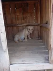 Kibwa wa Kike Mzazi wa Labrador Retriever, Miezi 6-12 - 4