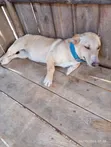 Kibwa wa Kike Mzazi wa Labrador Retriever, Miezi 6-12 - 5