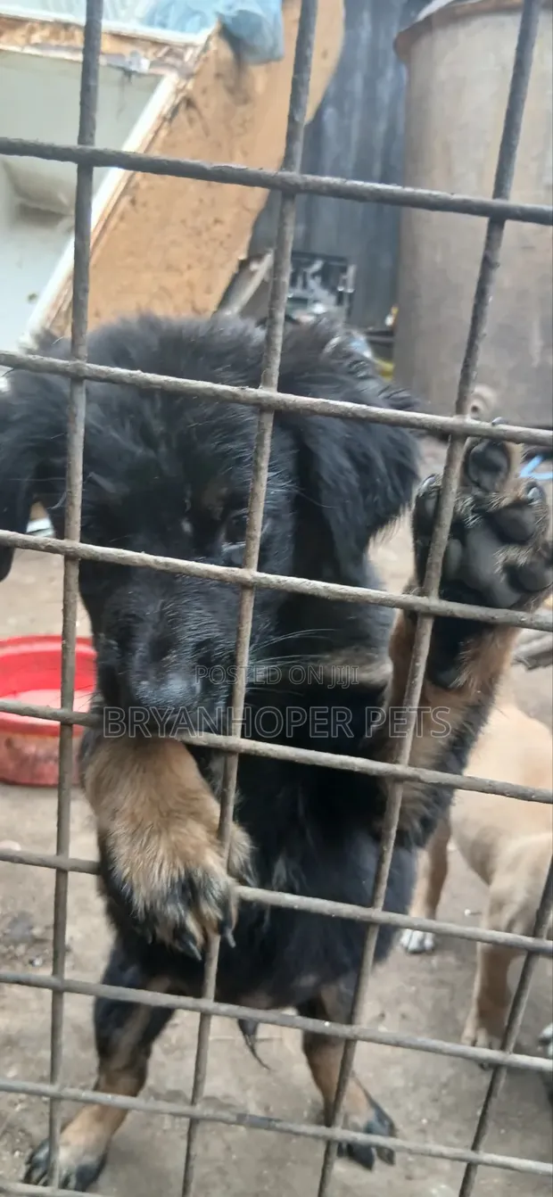 Male Mixed Breed German Shepherd Puppy, 3-6 Months - 1