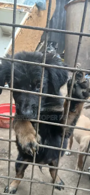 Male Mixed Breed German Shepherd Puppy, 3-6 Months