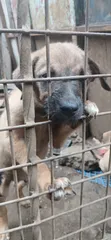 Male Mixed Breed German Shepherd Puppy, 3-6 Months - 2