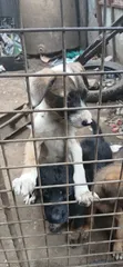 Male Mixed Breed German Shepherd Puppy, 3-6 Months - 4