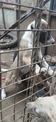 Male Mixed Breed German Shepherd Puppy, 3-6 Months - 5