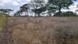 Prime 3-Acre Land for Sale in Rimpa - 4