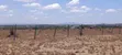 Viwanja Bora Mwalimu Farm, Ruiru Kamakis - 3