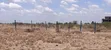 Viwanja Bora Mwalimu Farm, Ruiru Kamakis - 5