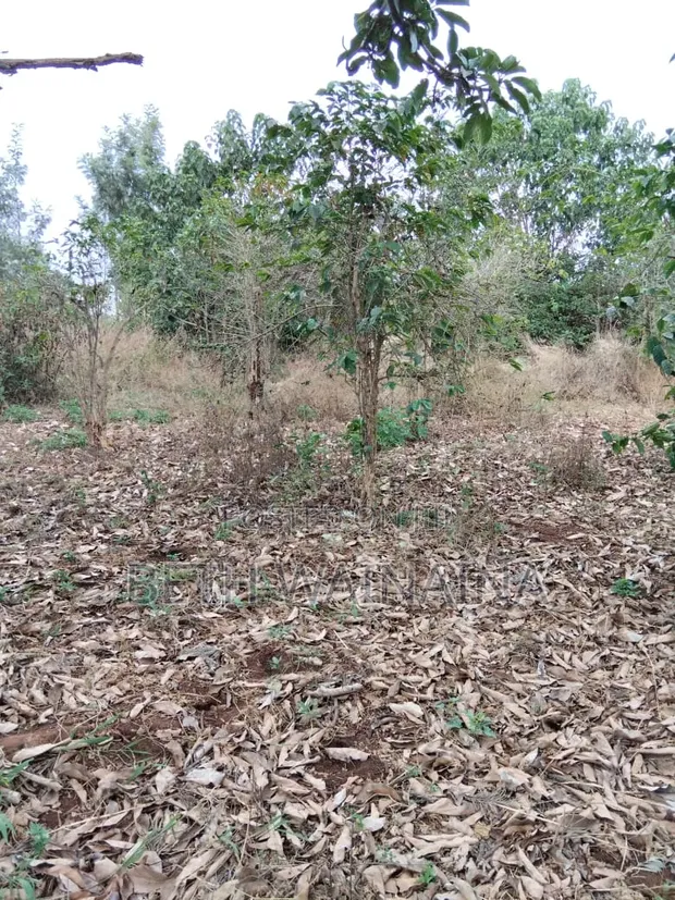 Ardhi Makuyu Inauzwa - Ekari 602 za Miti ya Kahawa - 1