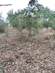Ardhi Makuyu Inauzwa - Ekari 602 za Miti ya Kahawa - 1