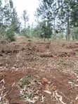 Ardhi Makuyu Inauzwa - Ekari 602 za Miti ya Kahawa - 2