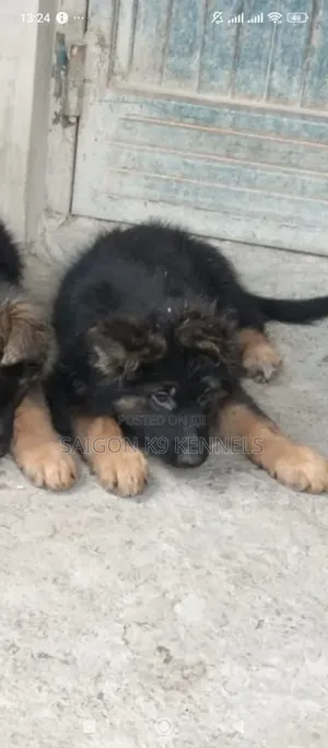 1-3 Month Male Purebred German Shepherd Puppy