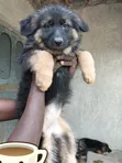 Mbwa wa Kijerumani wa Kiume Mwezi 1-3 Mzazi Safi - 4