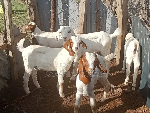 Boer Goat for Sale - 1