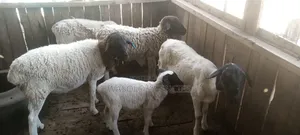 Dorper Sheep for Sale
