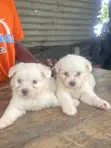 Purebred Maltese Puppies - 0-1 Month Old Female - 1