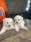 Purebred Maltese Puppies - 0-1 Month Old Female - 2