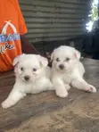 Purebred Maltese Puppies - 0-1 Month Old Female - 3