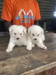 Purebred Maltese Puppies - 0-1 Month Old Female - 4