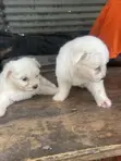 Purebred Maltese Puppies - 0-1 Month Old Female - 5