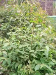 Miti Midogo ya Bluegum - 1