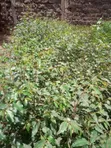 Miti Midogo ya Bluegum - 2