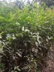 Miti Midogo ya Bluegum - 3