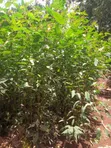 Miti Midogo ya Bluegum - 4