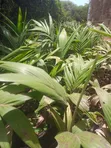Seaforthia Palm Tree - 1