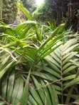 Seaforthia Palm Tree - 2