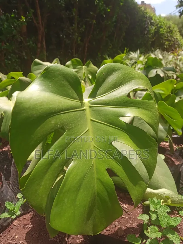 Mmea wa Ndani wa Monstera - 1