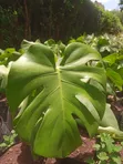 Mmea wa Ndani wa Monstera - 1