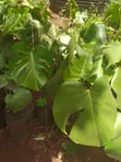 Mmea wa Ndani wa Monstera - 2