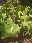 Mmea wa Ndani wa Monstera - 3