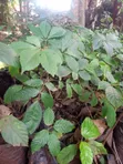 Meru Oak Tree - 2