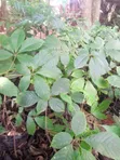 Meru Oak Tree - 3