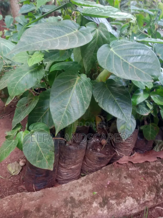 Yellow Passion Fruit Tree - 1