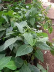 Yellow Passion Fruit Tree - 2