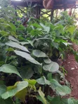 Yellow Passion Fruit Tree - 3