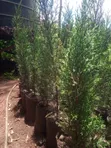 Italian Cypress Tree - 1