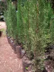 Italian Cypress Tree - 2