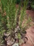 Italian Cypress Tree - 3