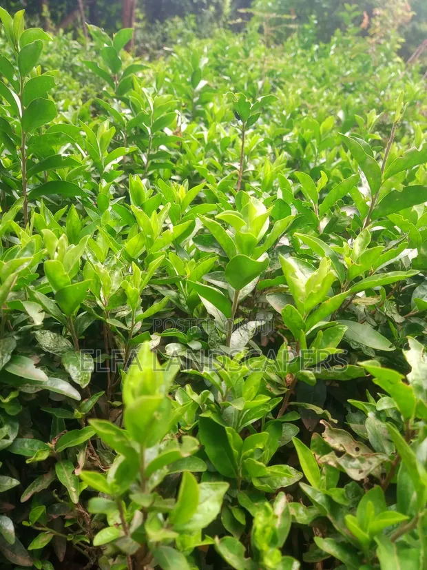 Miti Midogo ya Kei Apple - 1