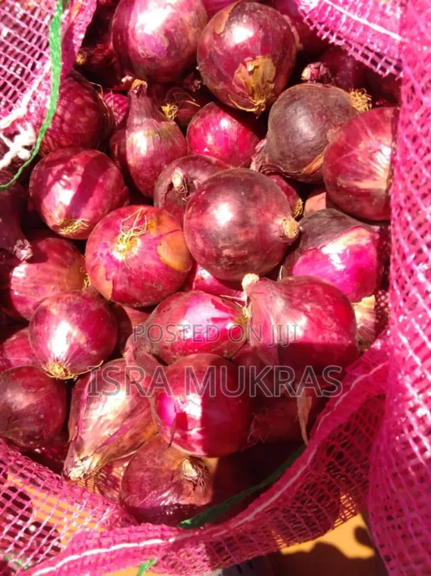 Red Onions - Neptune F1 Variety - 1