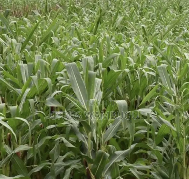 Muranga Mirira-Kayuyu 1/4 Acre Plot Near Kayuyu Dispensary - 1