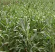 Muranga Mirira-Kayuyu 1/4 Acre Plot Near Kayuyu Dispensary - 1